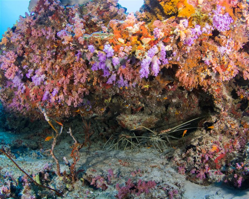 Divesite Image