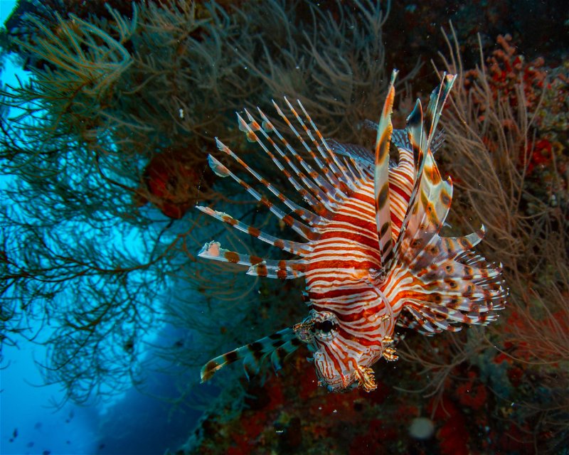 Divesite Image
