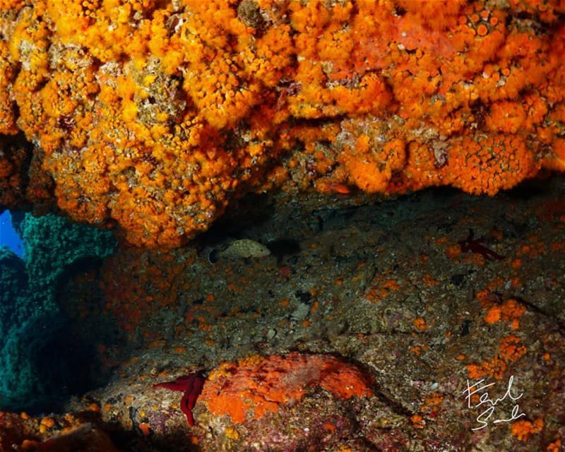Divesite Image