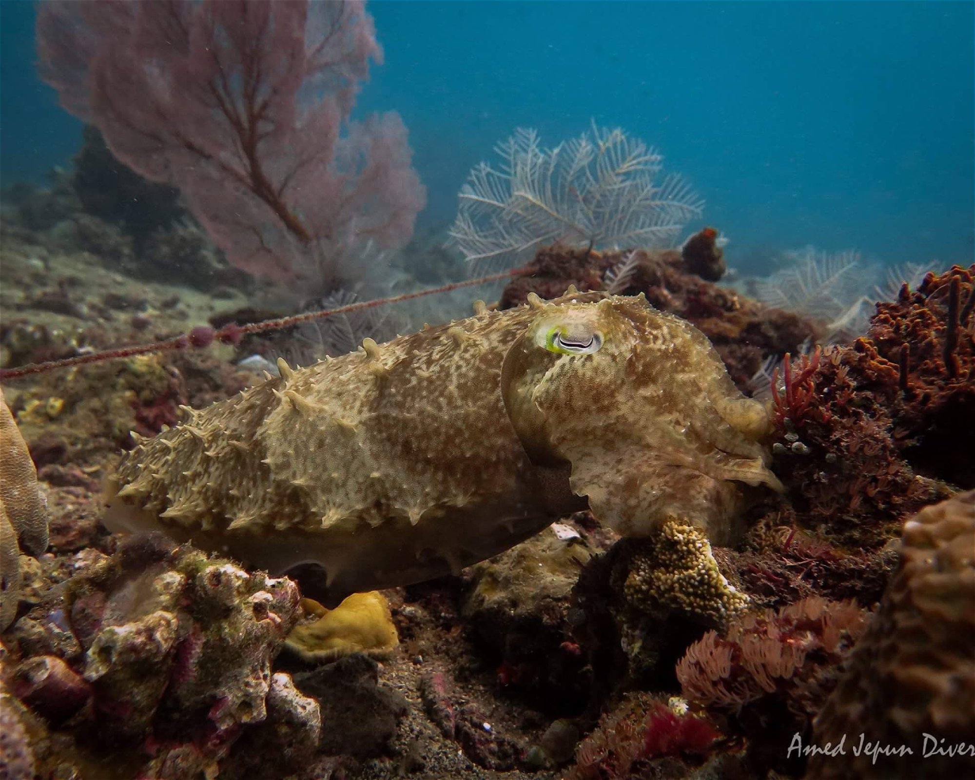 Amed Jepun Divers, 80852 Amed, Karangasem
