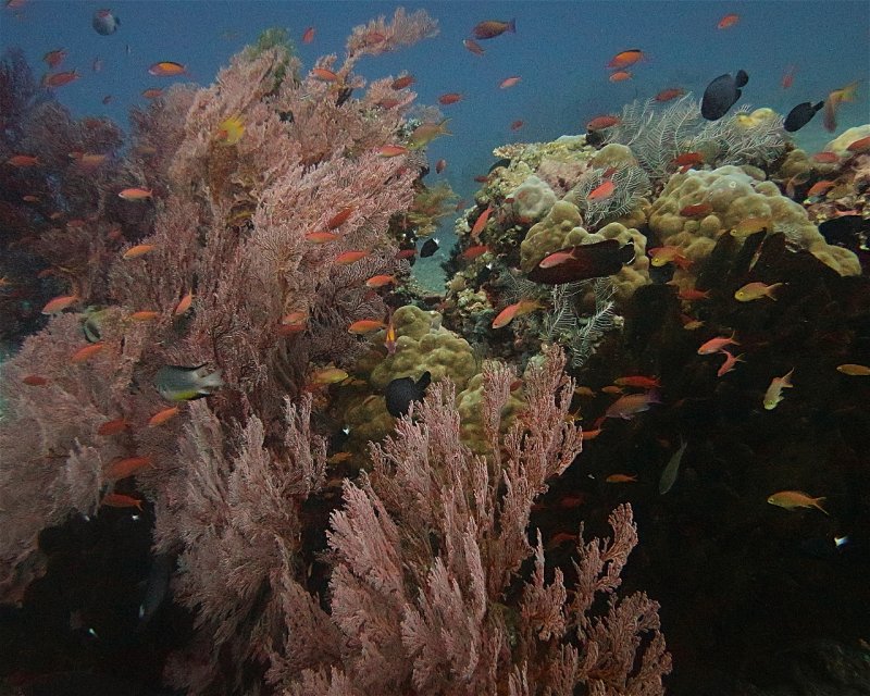Divesite Image