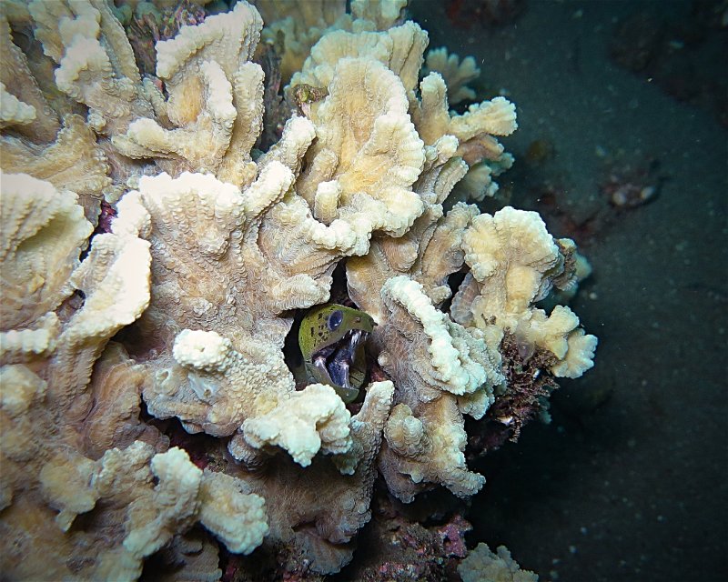 Divesite Image