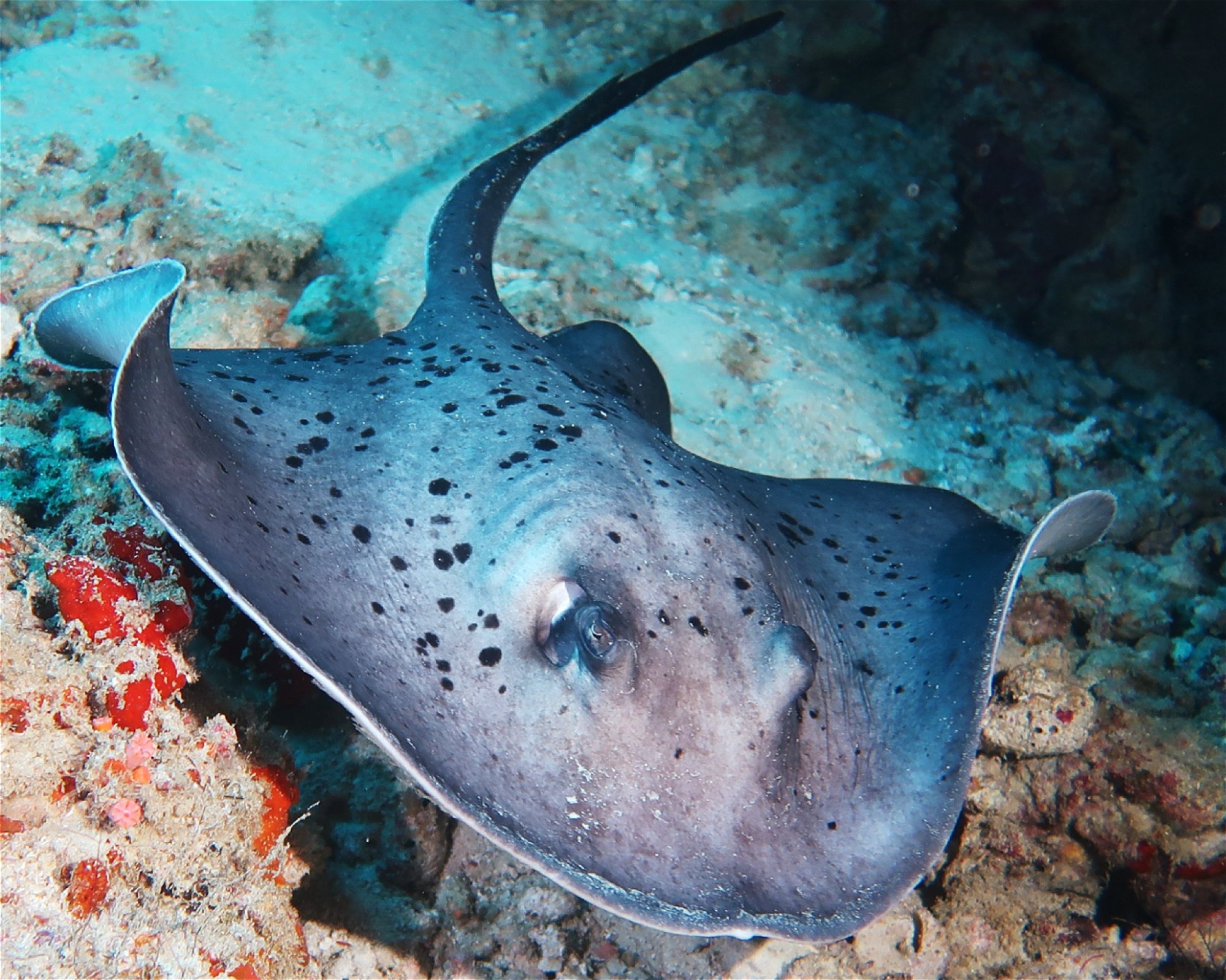 DivePoint Meedhupparu, 960 Meedhupparu