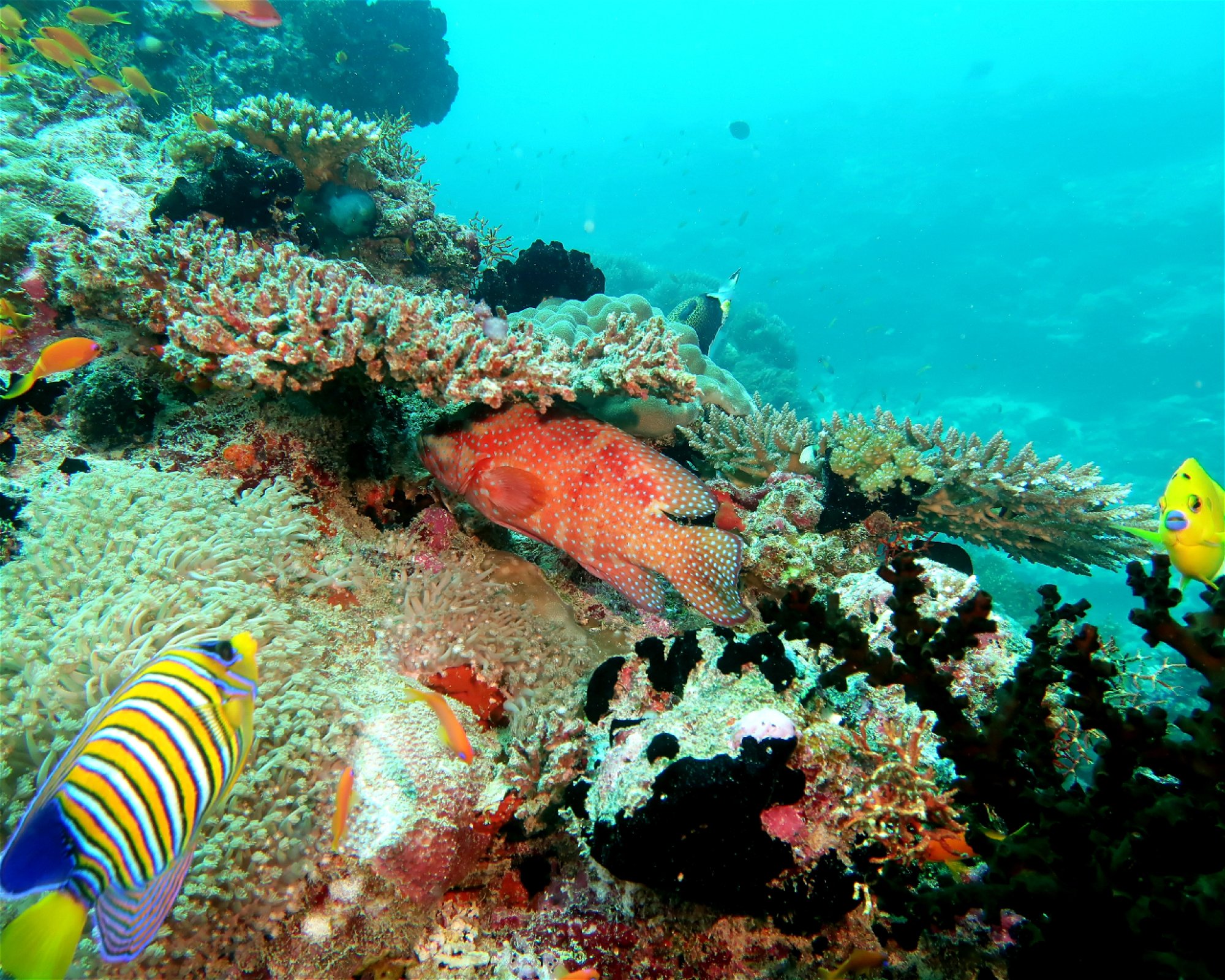 DivePoint Meedhupparu, 960 Meedhupparu