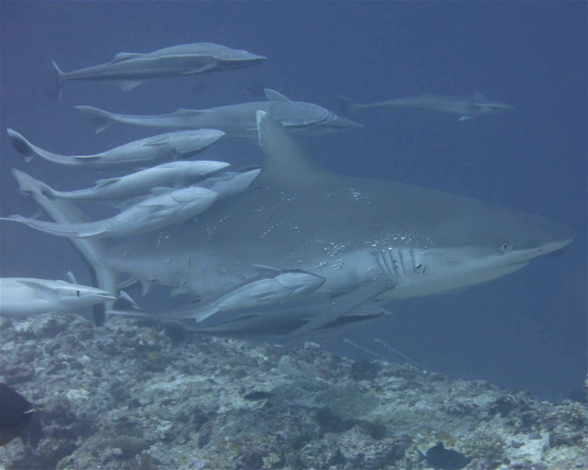 DivePoint Meedhupparu, 960 Meedhupparu
