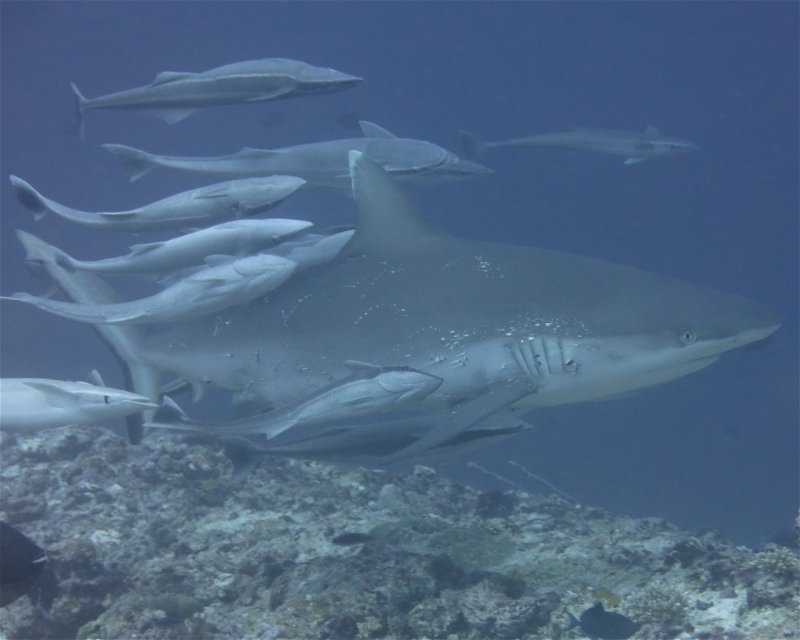 Divesite Image