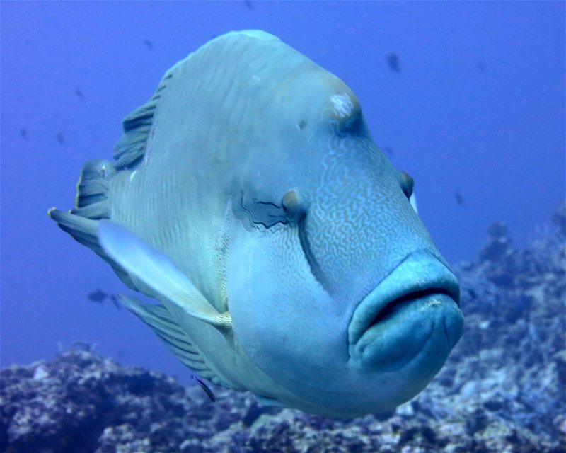 Divesite Image
