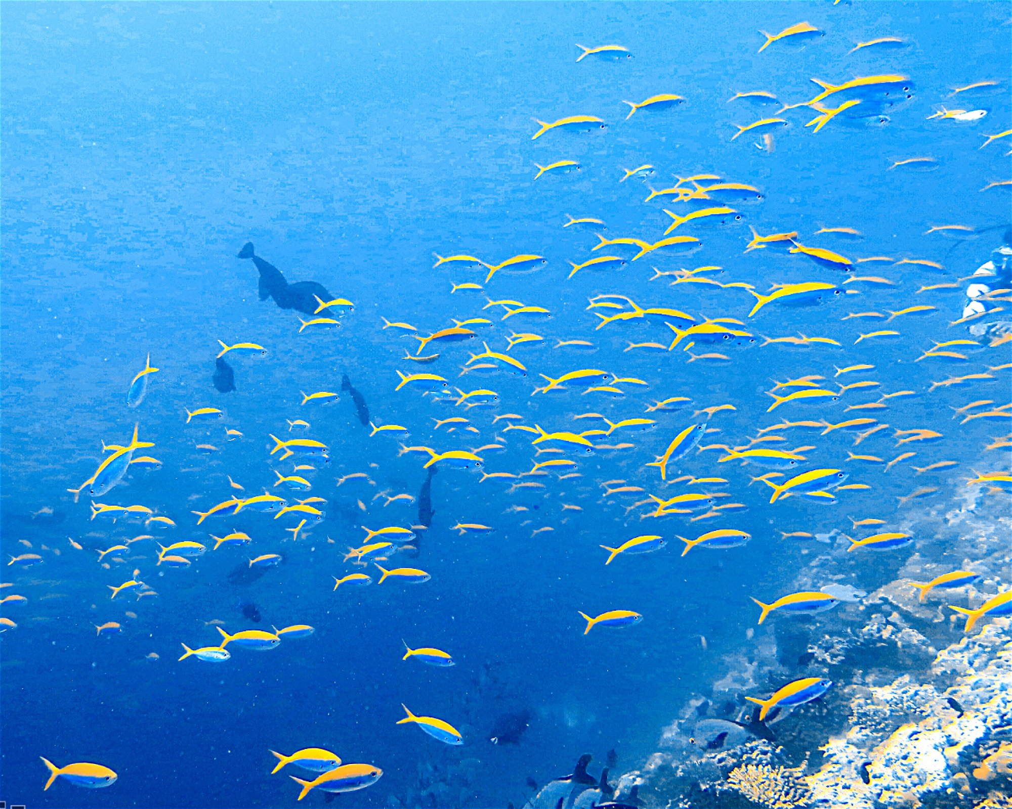 DivePoint Meedhupparu, 960 Meedhupparu