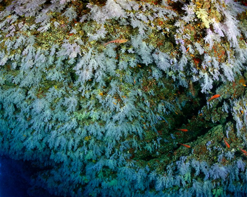 Divesite Image