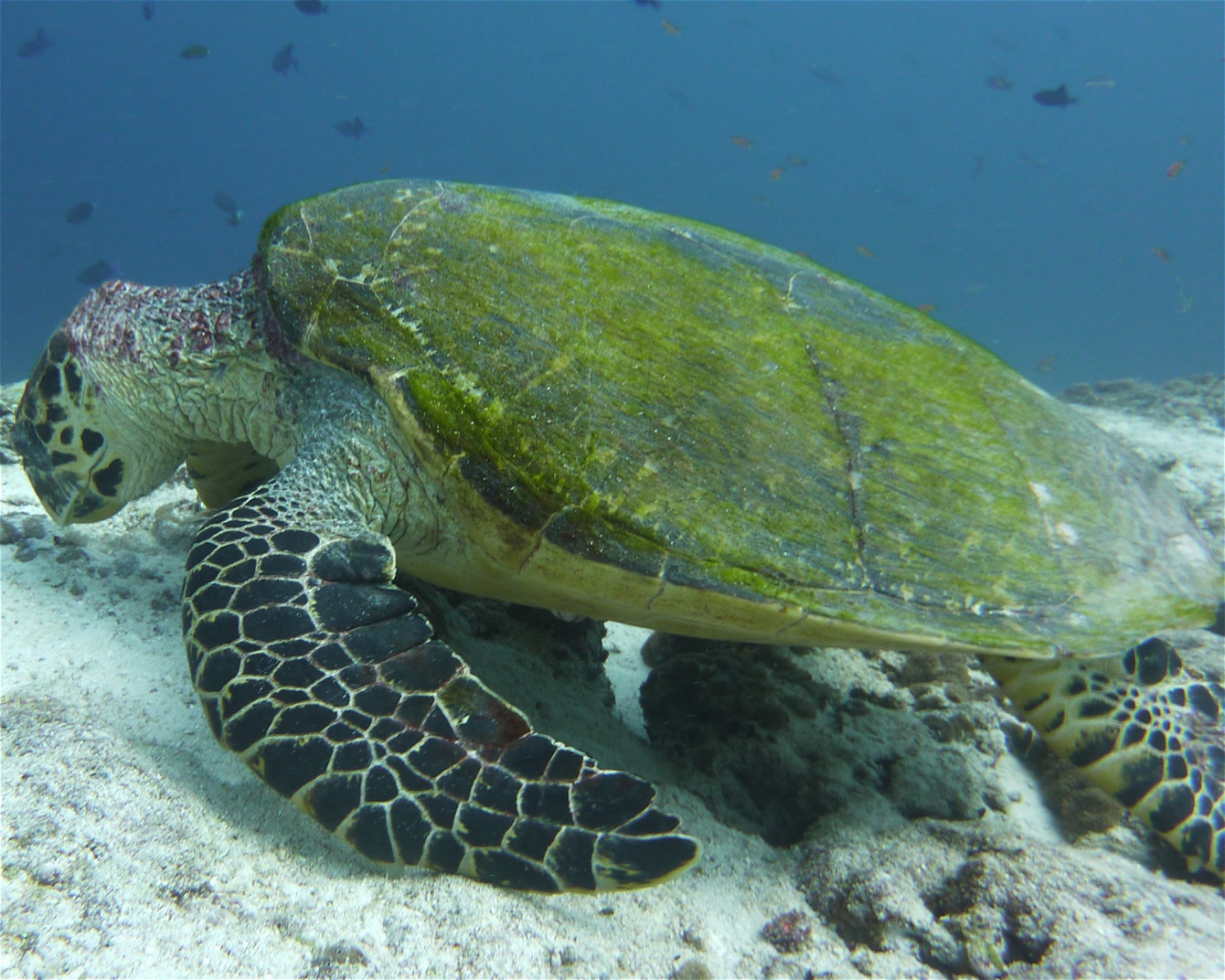 DivePoint Meedhupparu, 960 Meedhupparu