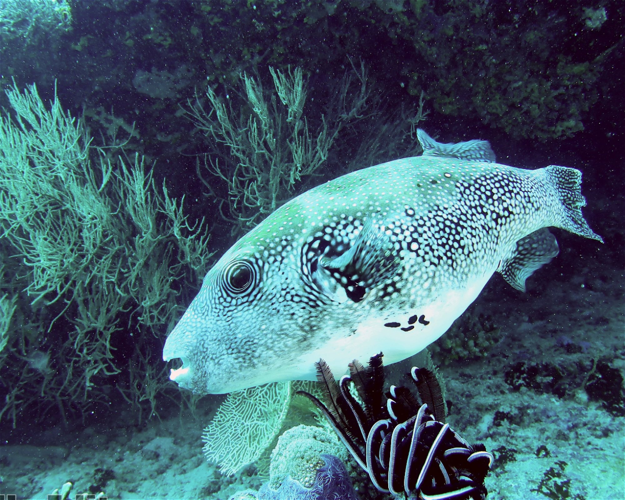 DivePoint Meedhupparu, 960 Meedhupparu