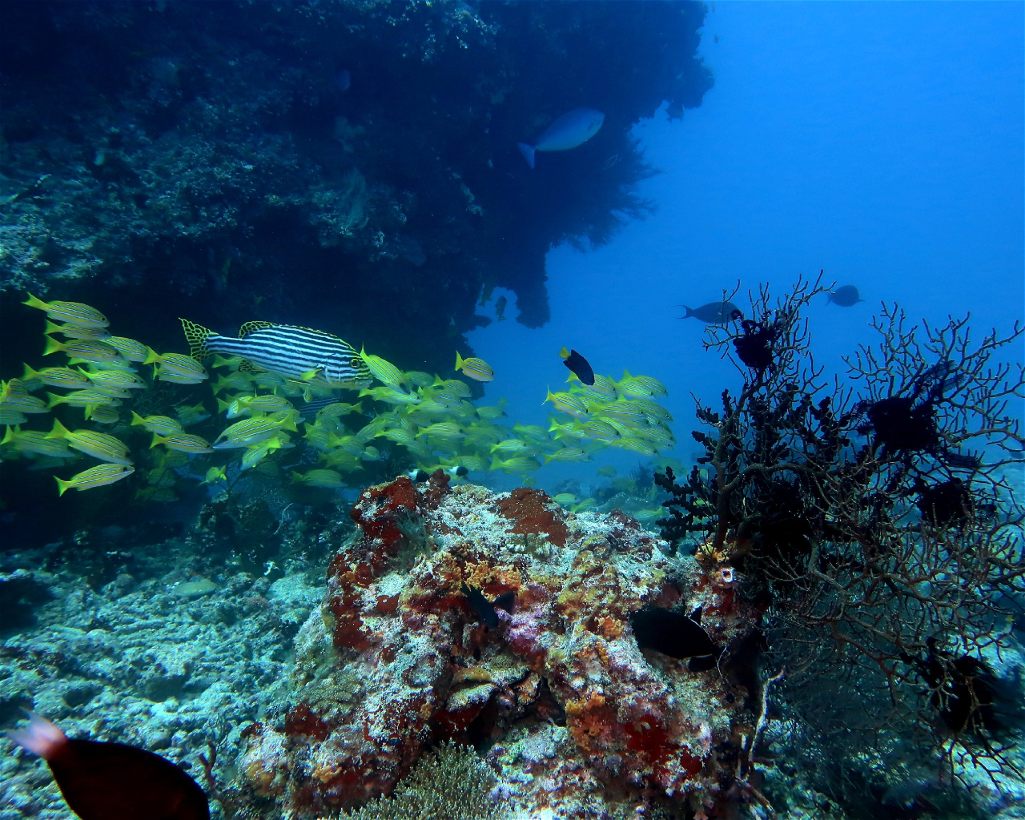 DivePoint Meedhupparu, 960 Meedhupparu