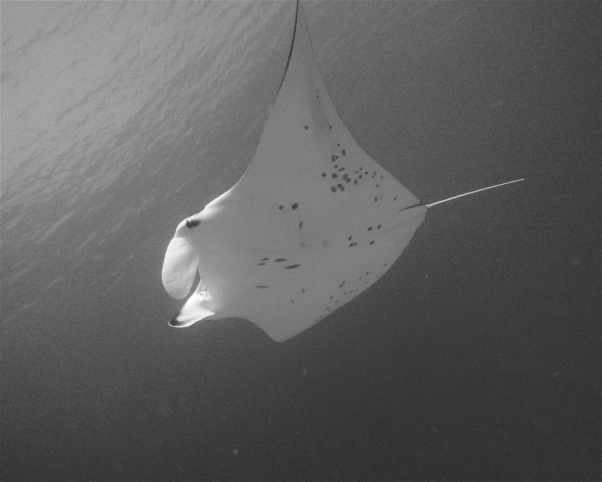 DivePoint Meedhupparu, 960 Meedhupparu