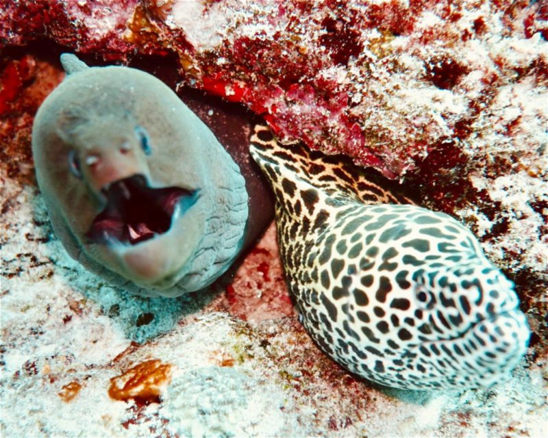 Divesite Image