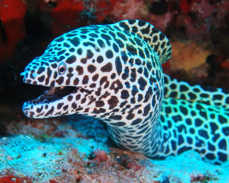 Divesite Image