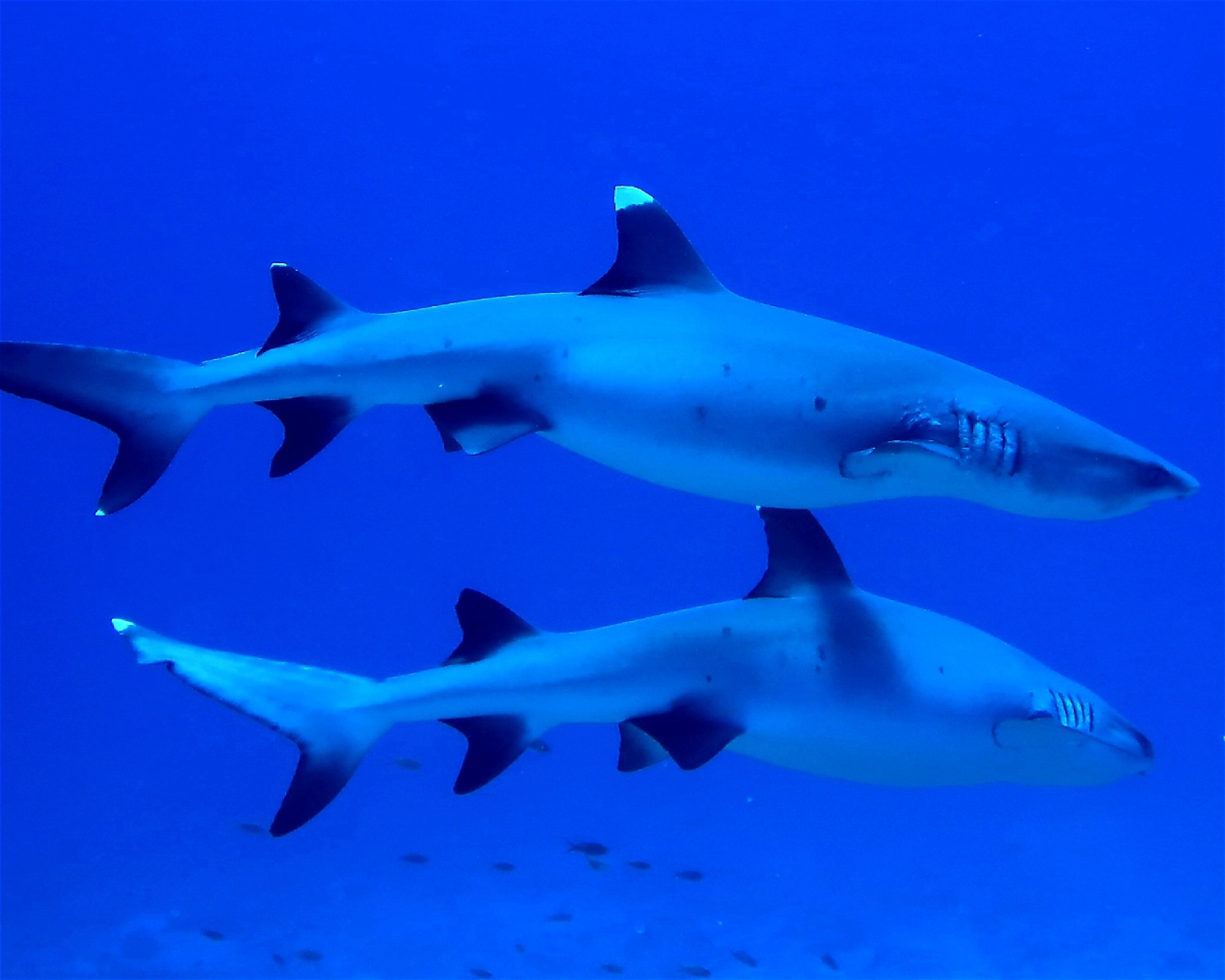 DivePoint Meedhupparu, 960 Meedhupparu