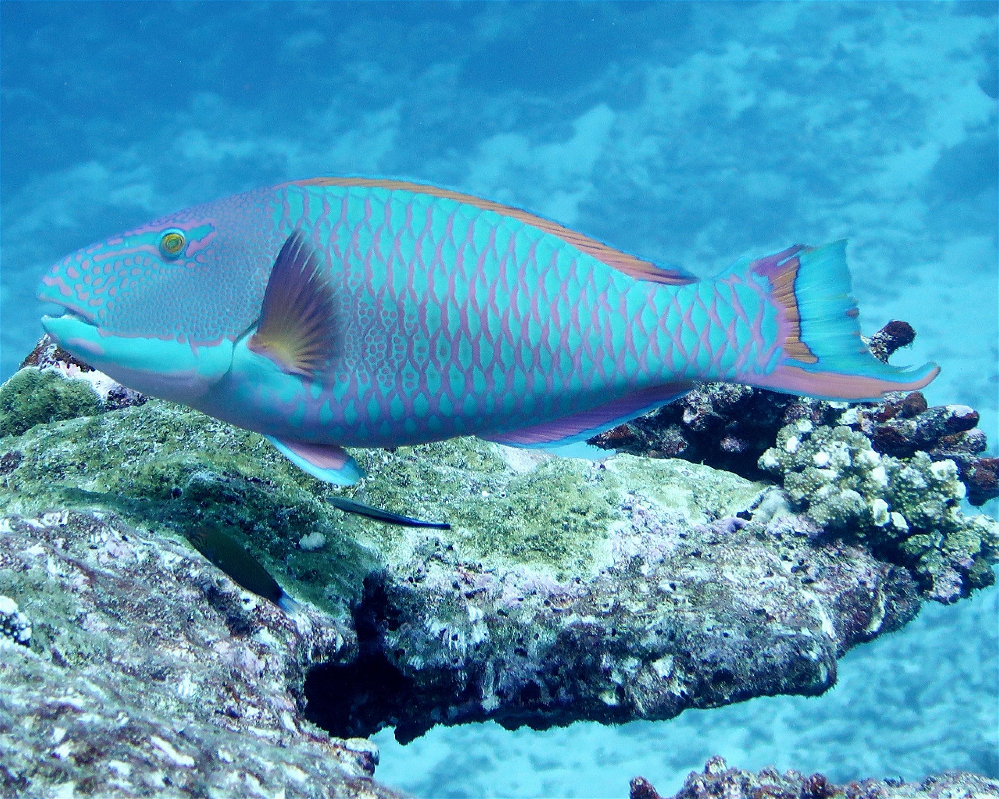 DivePoint Meedhupparu, 960 Meedhupparu