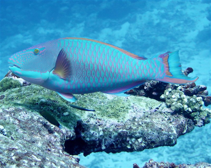 Divesite Image