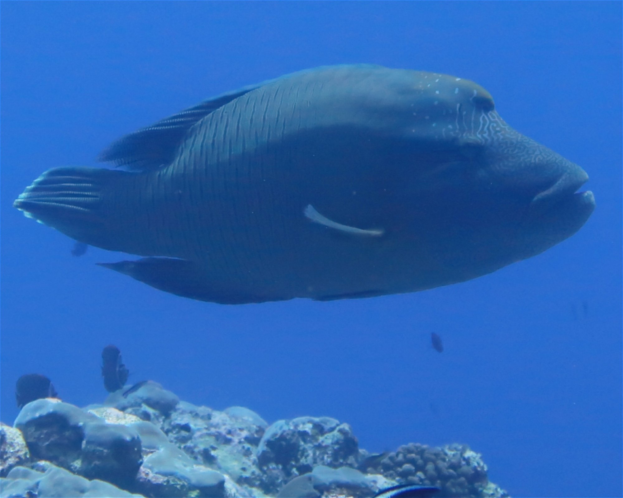 DivePoint Meedhupparu, 960 Meedhupparu