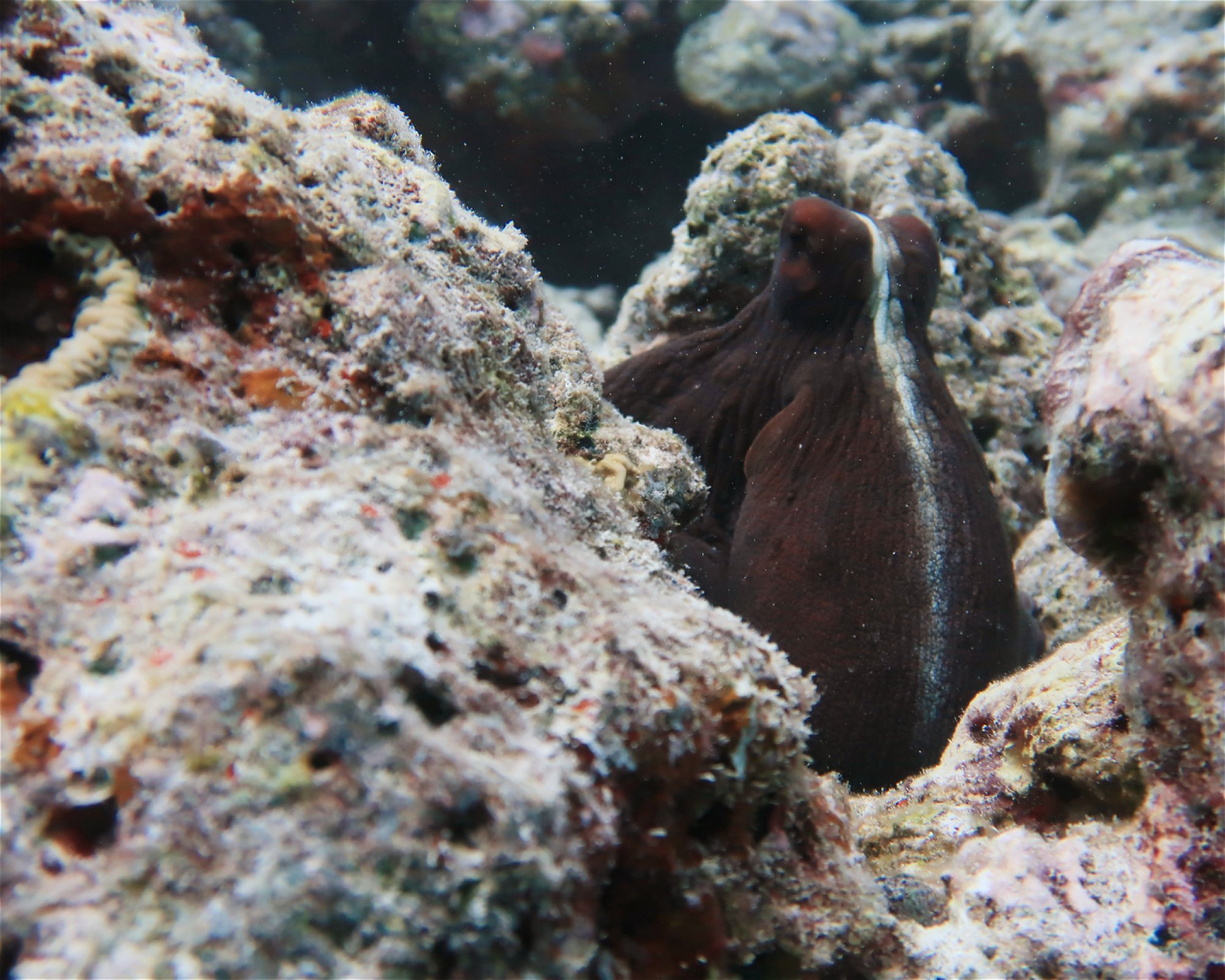 DivePoint Meedhupparu, 960 Meedhupparu