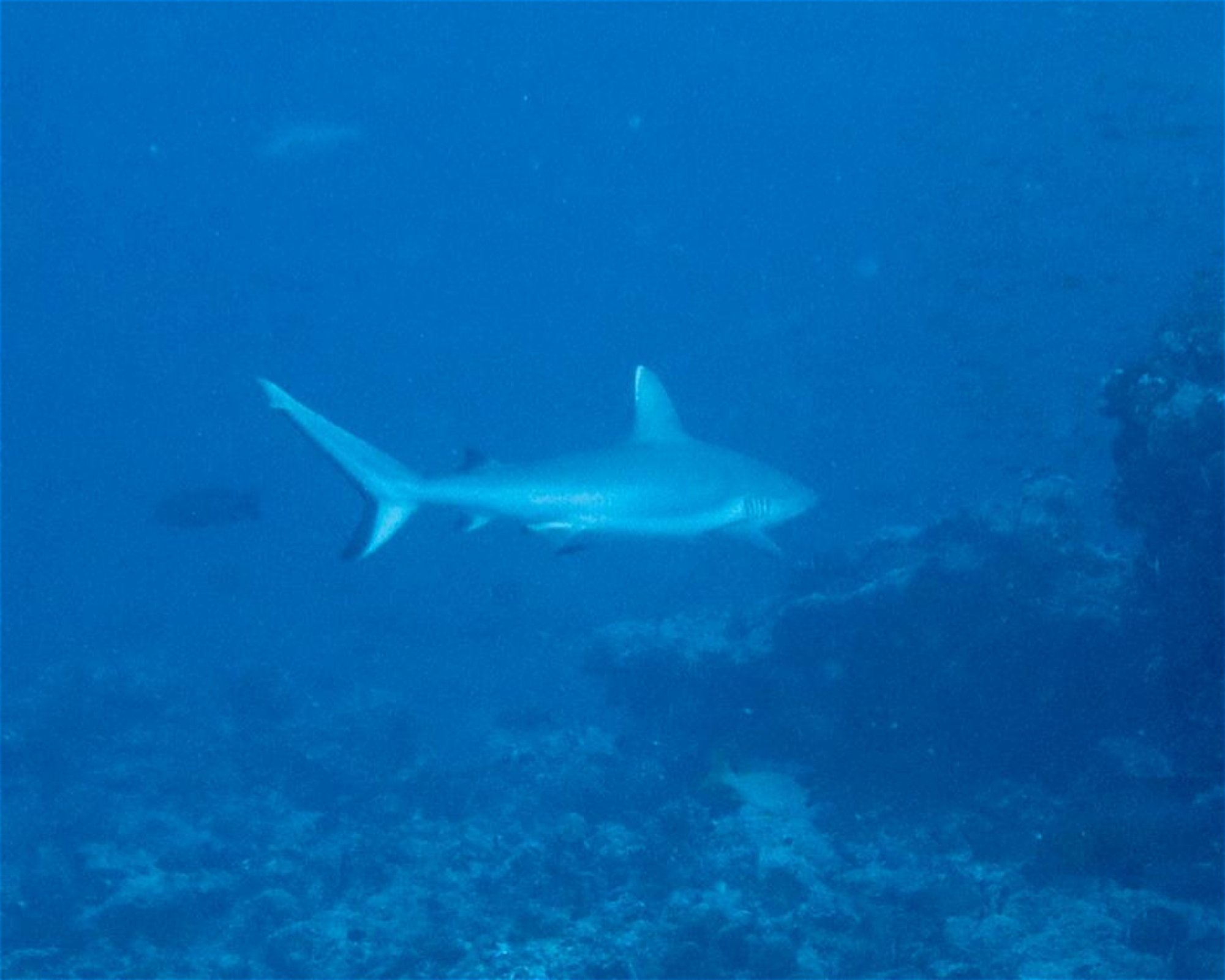 DivePoint Meedhupparu, 960 Meedhupparu