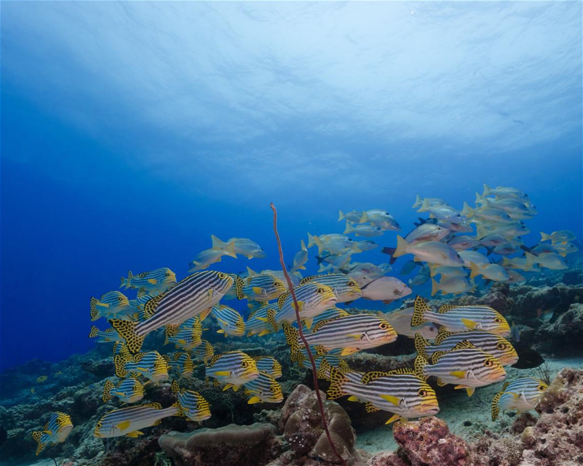 DivePoint Meedhupparu, 960 Meedhupparu