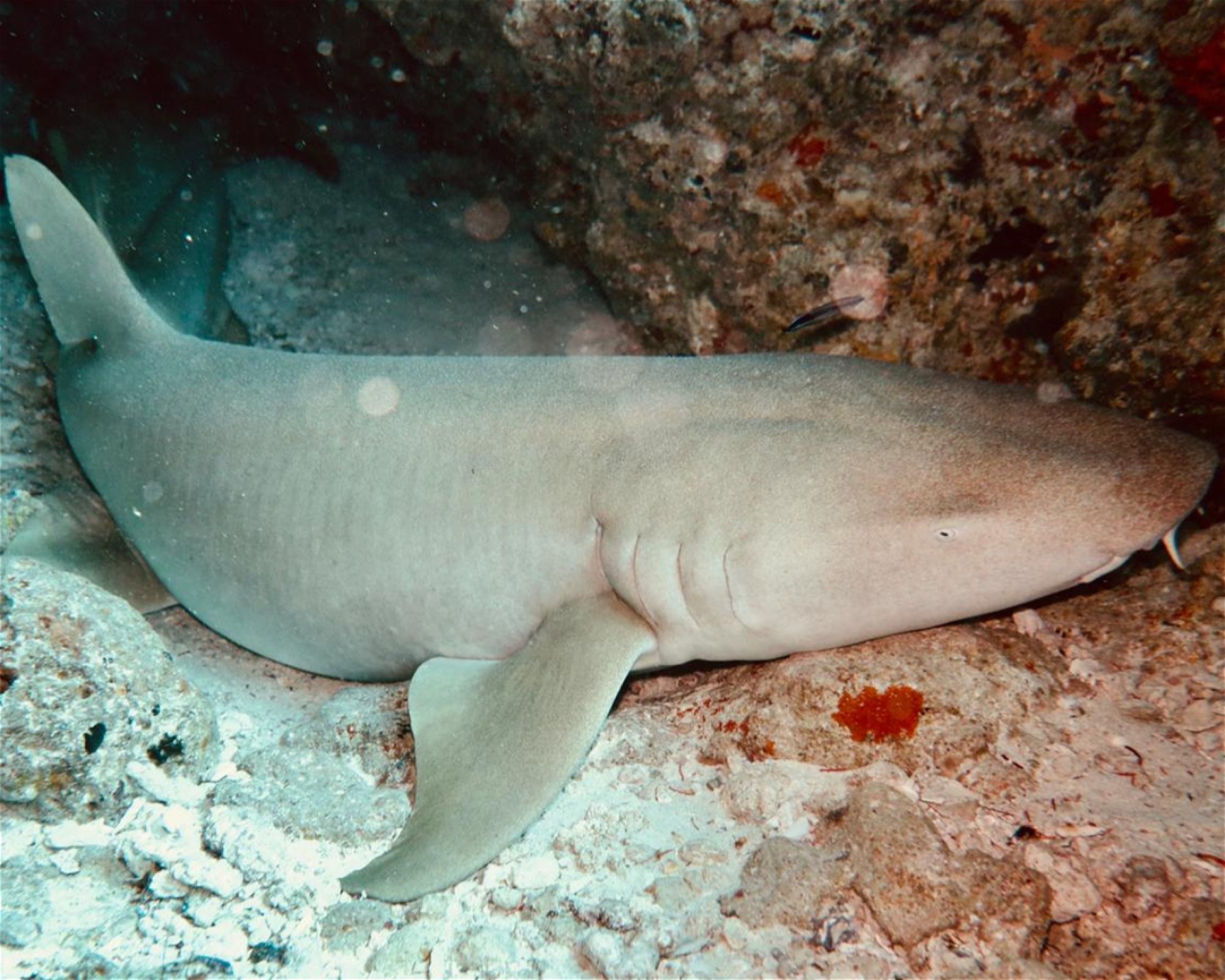 DivePoint Meedhupparu, 960 Meedhupparu
