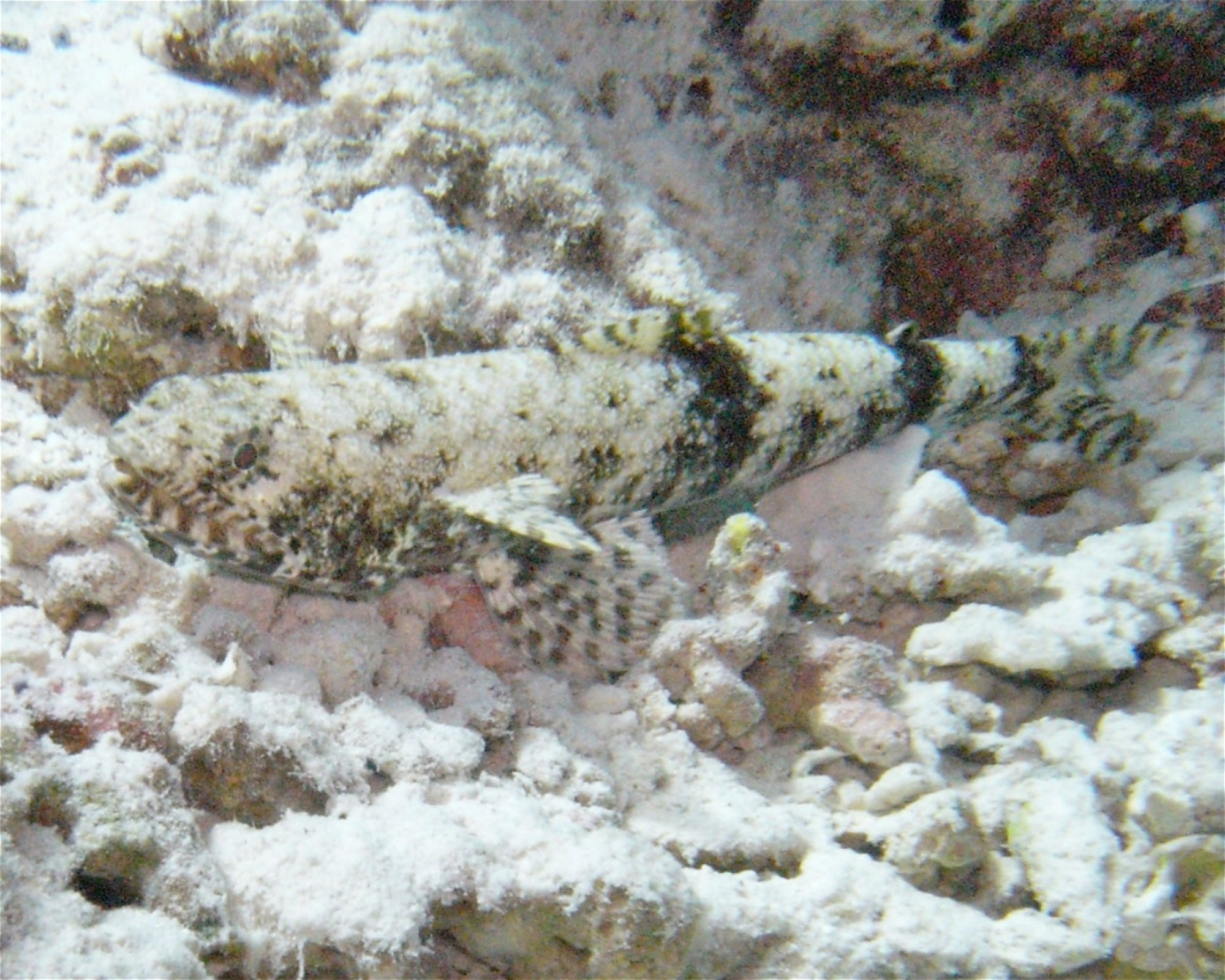 DivePoint Meedhupparu, 960 Meedhupparu