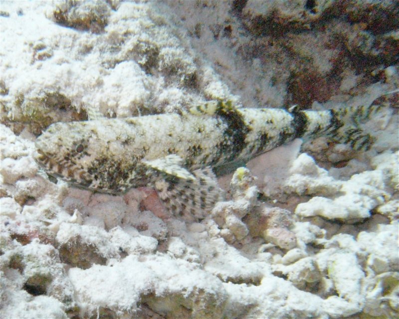 Divesite Image