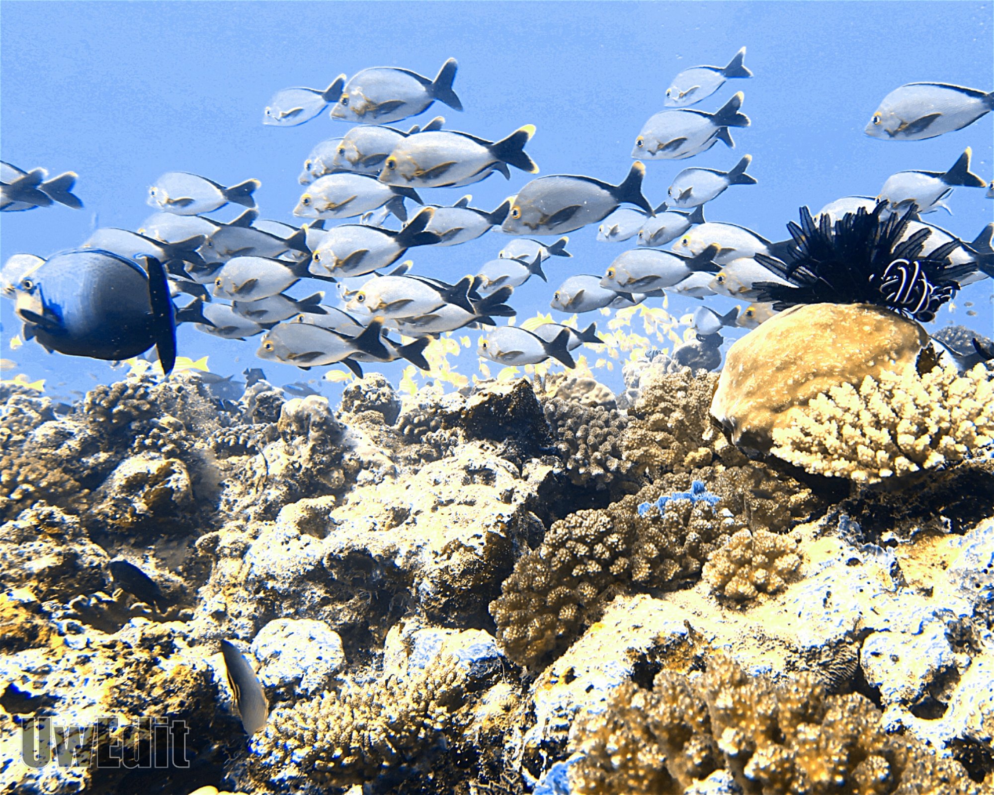 DivePoint Meedhupparu, 960 Meedhupparu