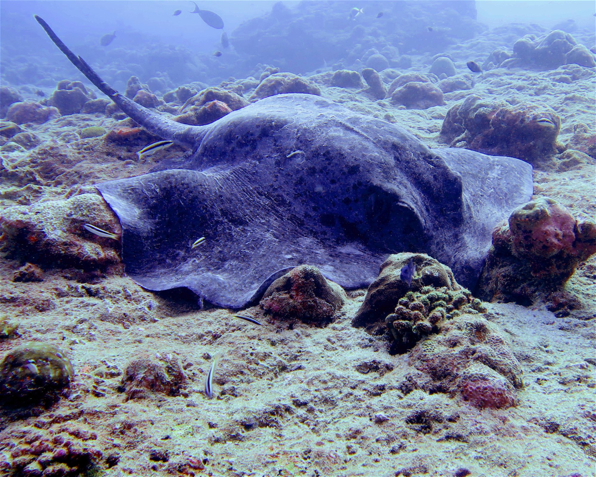 DivePoint Meedhupparu, 960 Meedhupparu