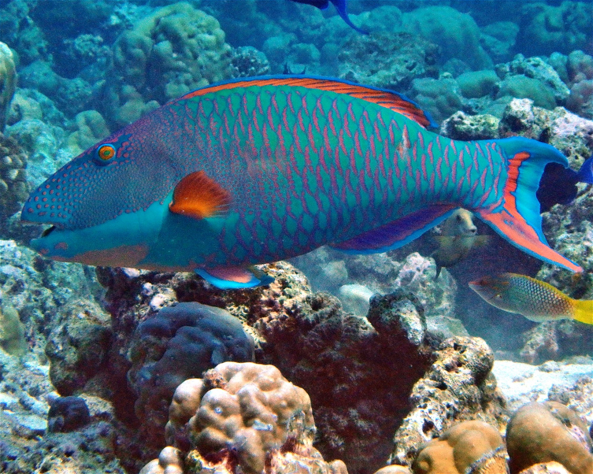 DivePoint Meedhupparu, 960 Meedhupparu
