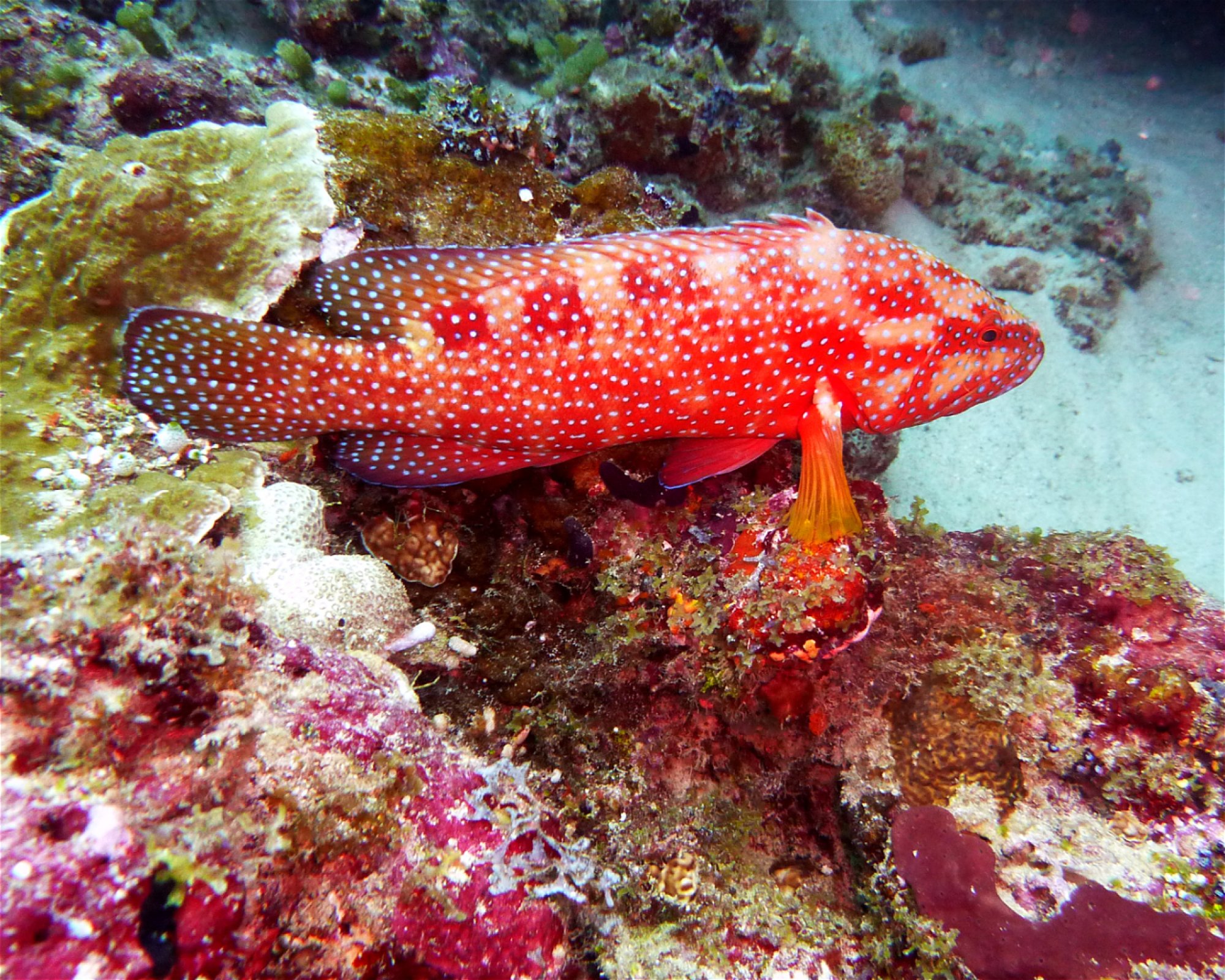 DivePoint Meedhupparu, 960 Meedhupparu