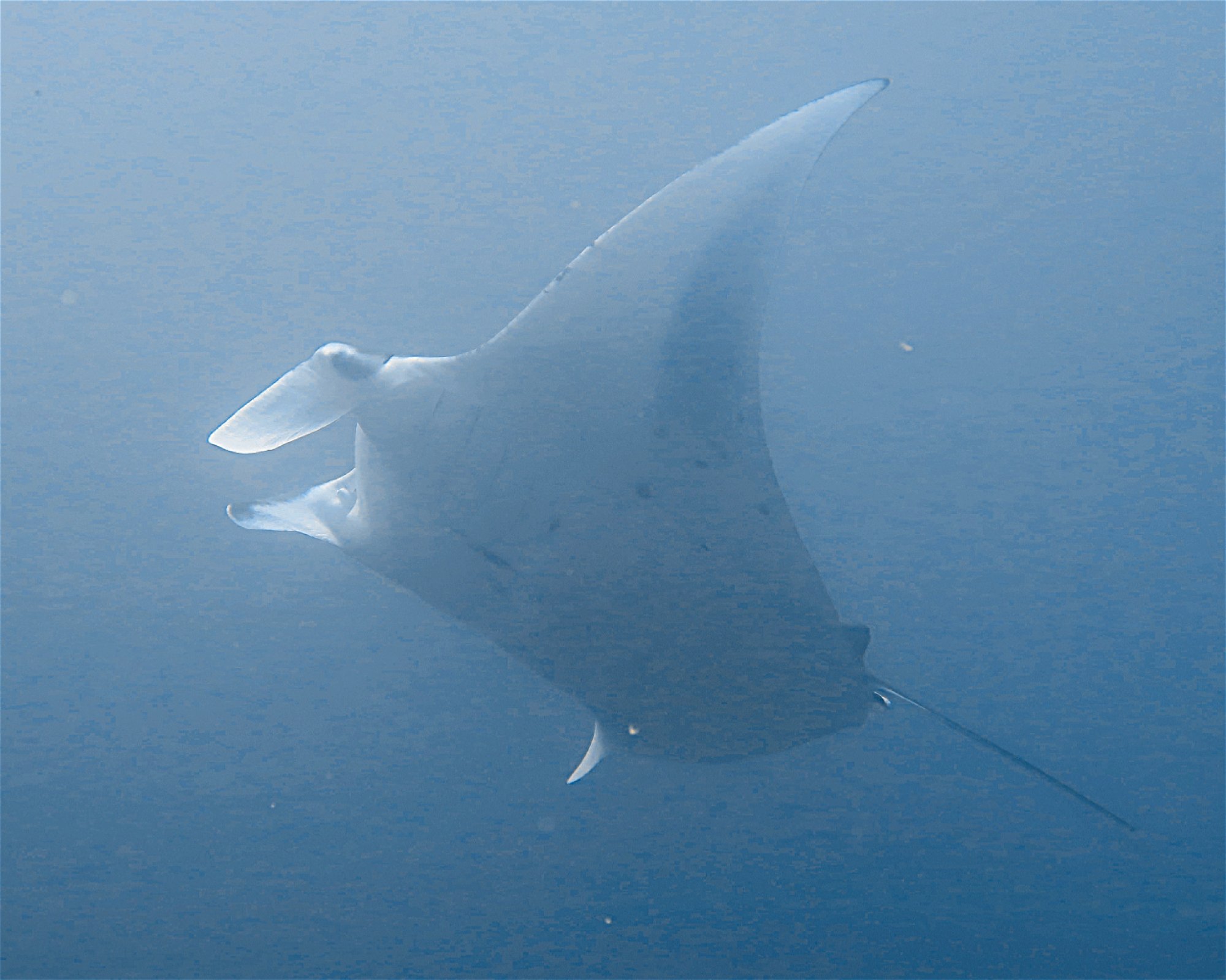 DivePoint Meedhupparu, 960 Meedhupparu