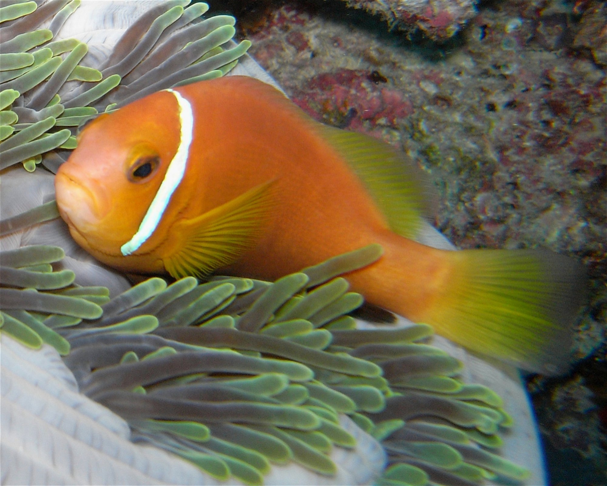 DivePoint Meedhupparu, 960 Meedhupparu