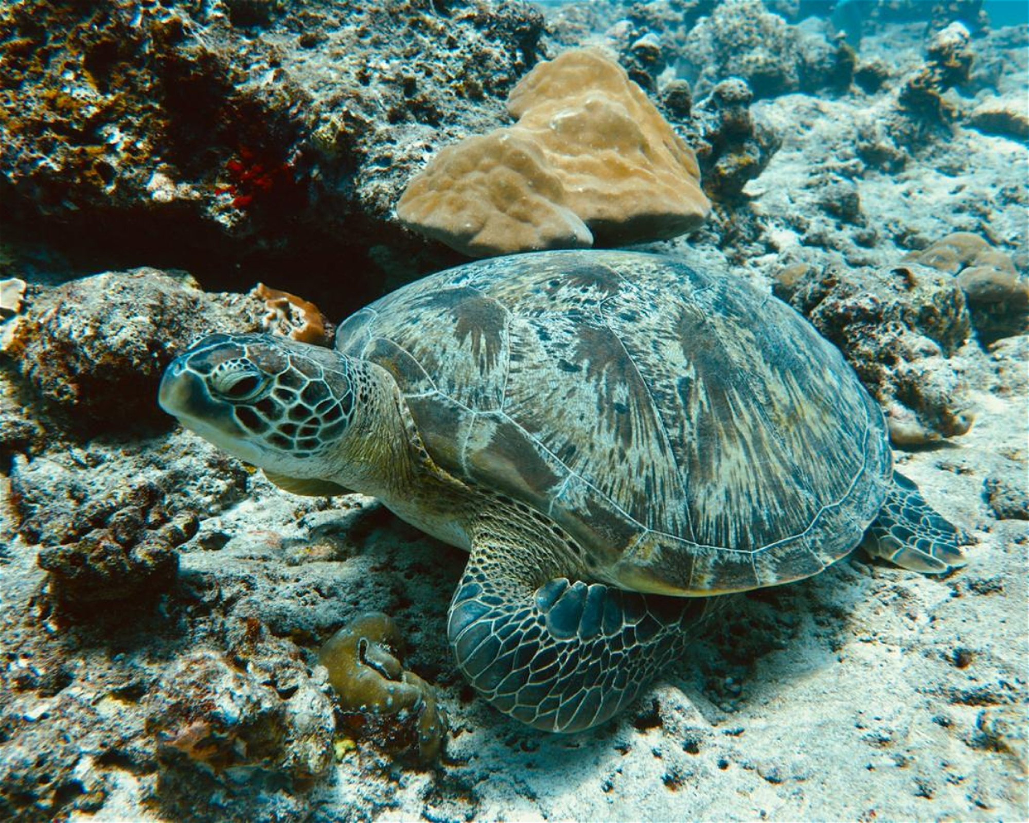 DivePoint Meedhupparu, 960 Meedhupparu