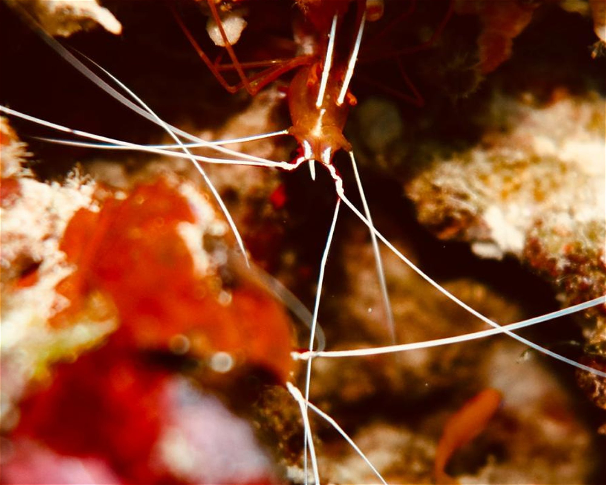 DivePoint Meedhupparu, 960 Meedhupparu
