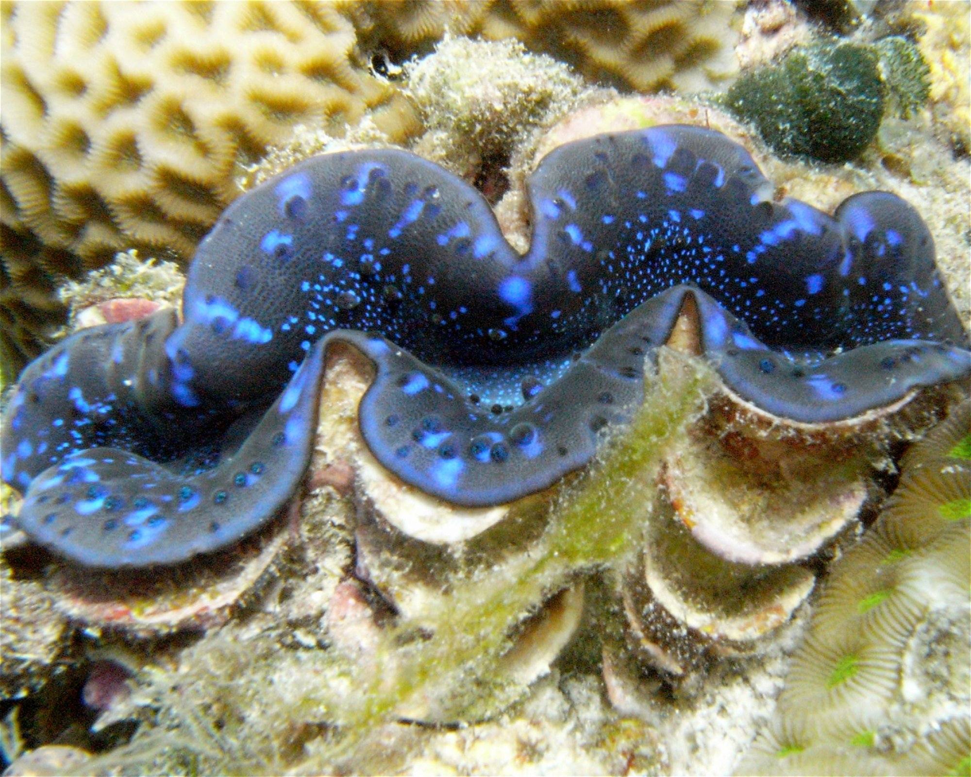 DivePoint Meedhupparu, 960 Meedhupparu