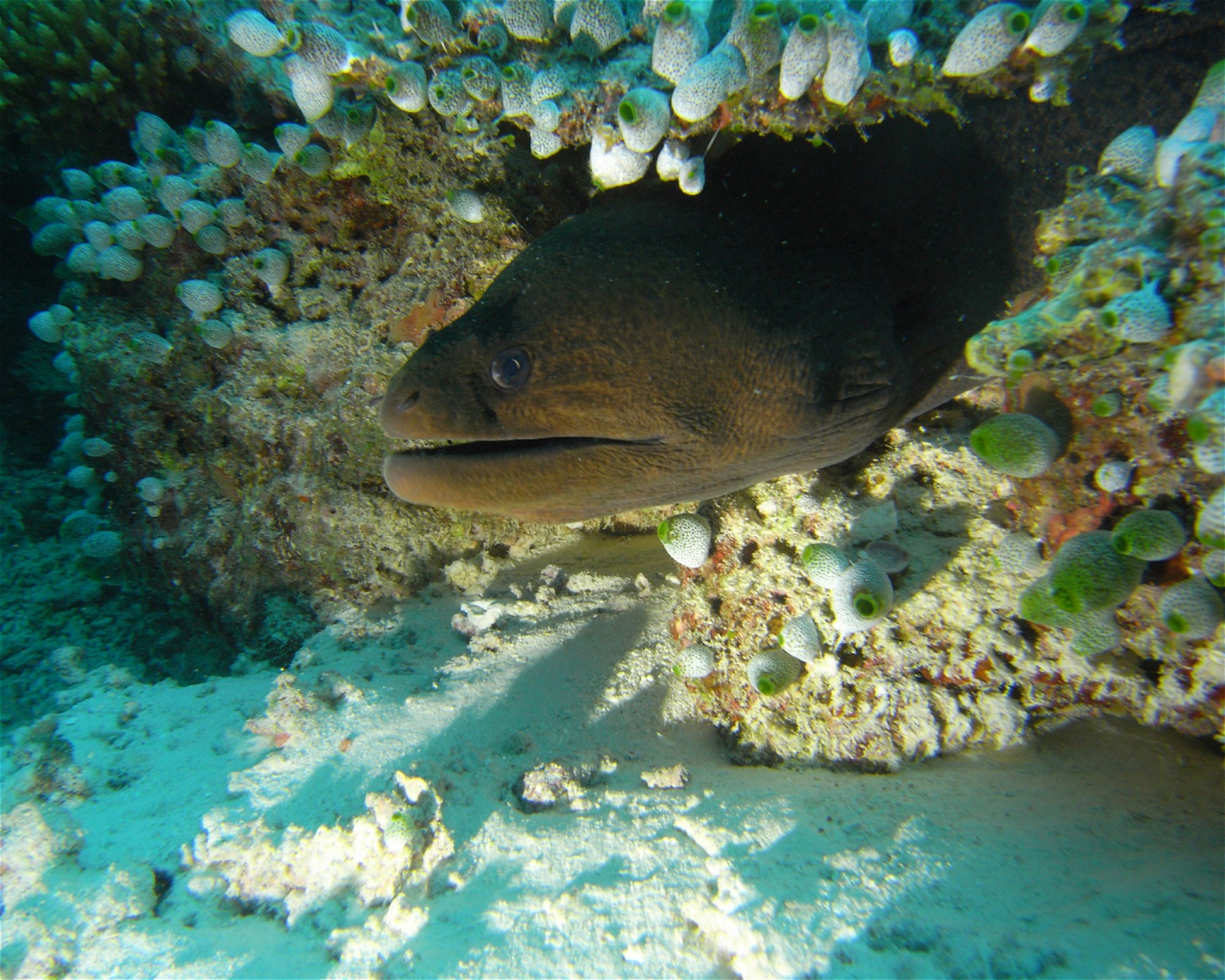 DivePoint Meedhupparu, 960 Meedhupparu