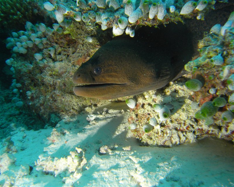 Divesite Image