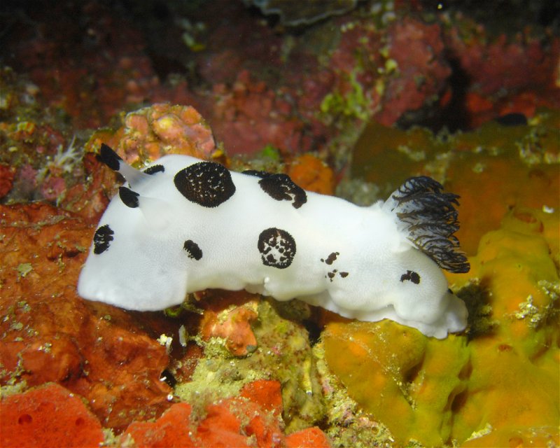 Divesite Image