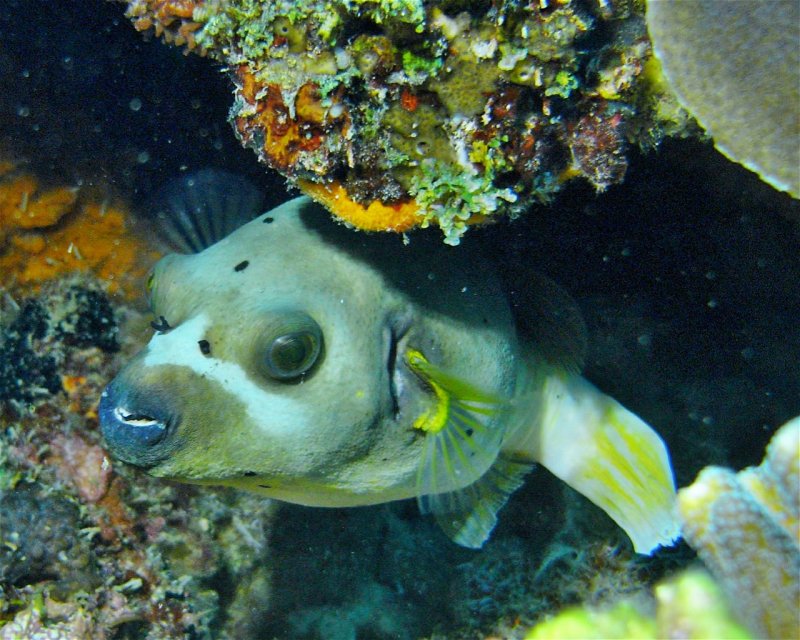Divesite Image