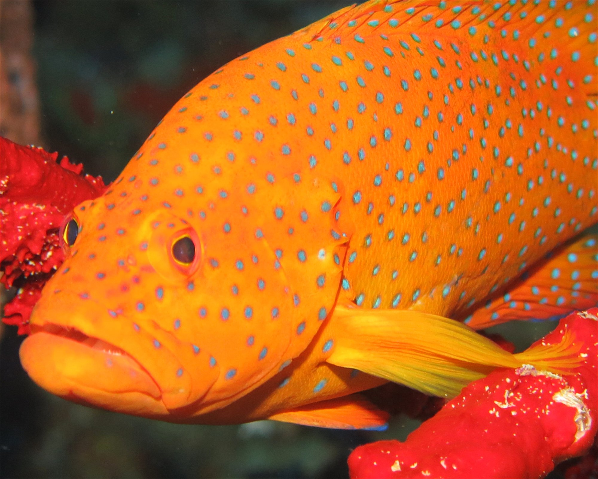 DivePoint Meedhupparu, 960 Meedhupparu