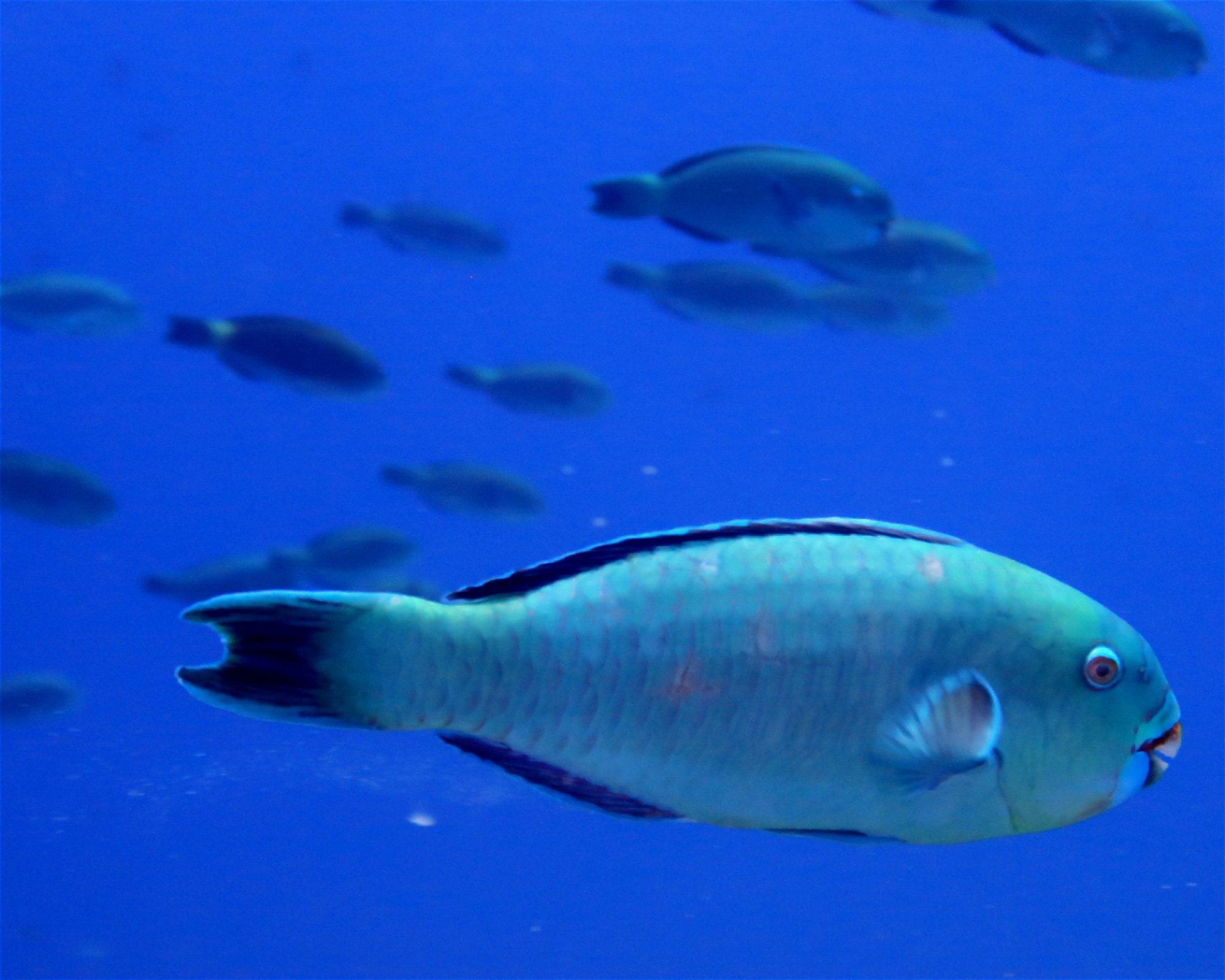 DivePoint Meedhupparu, 960 Meedhupparu