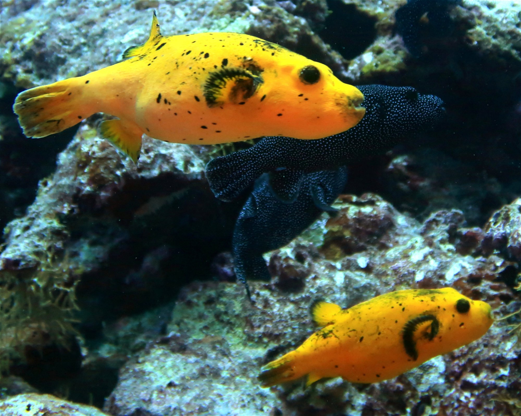 DivePoint Meedhupparu, 960 Meedhupparu