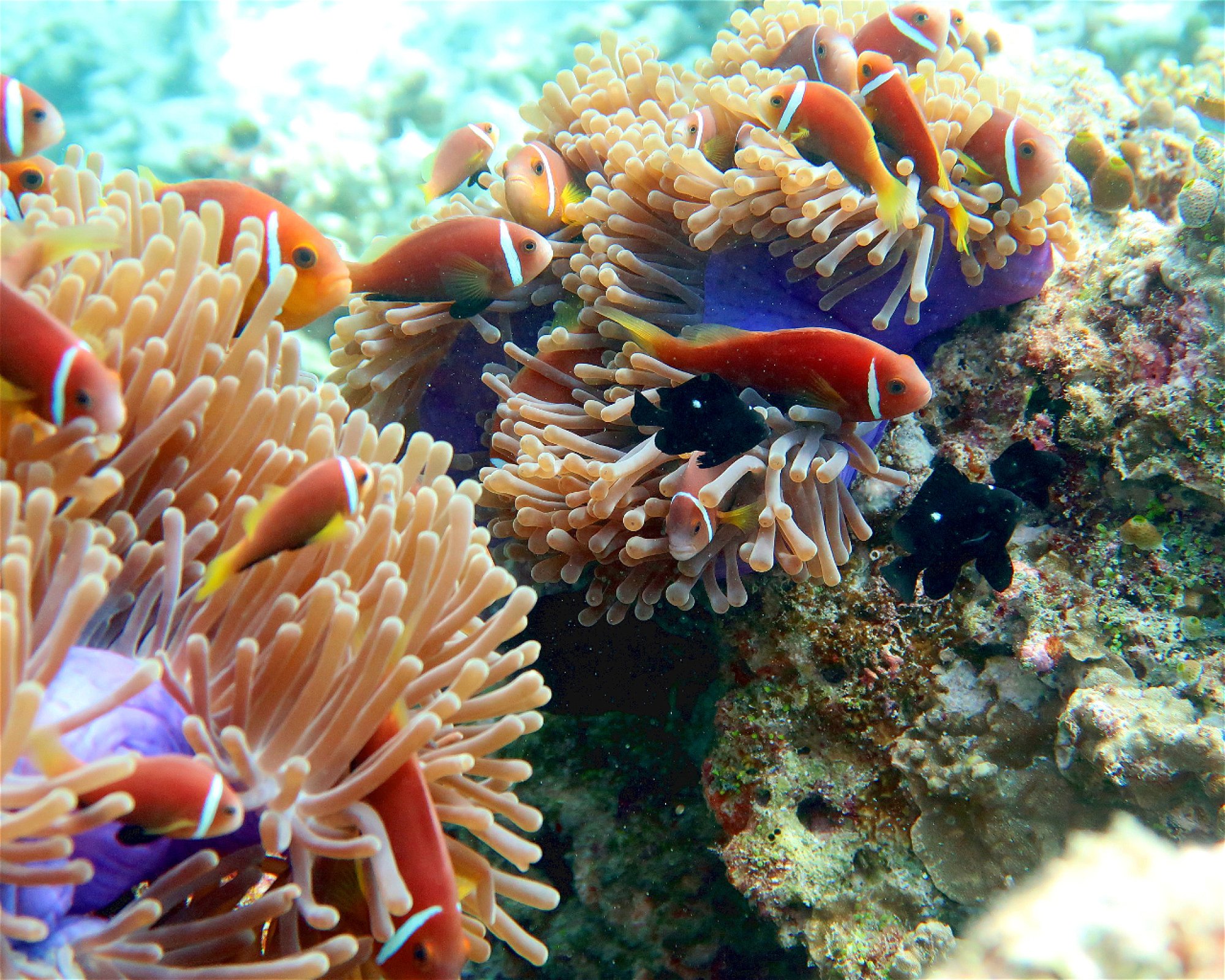 DivePoint Meedhupparu, 960 Meedhupparu
