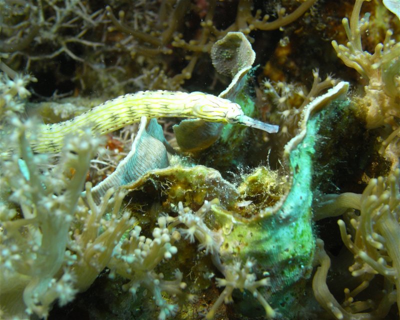 Divesite Image