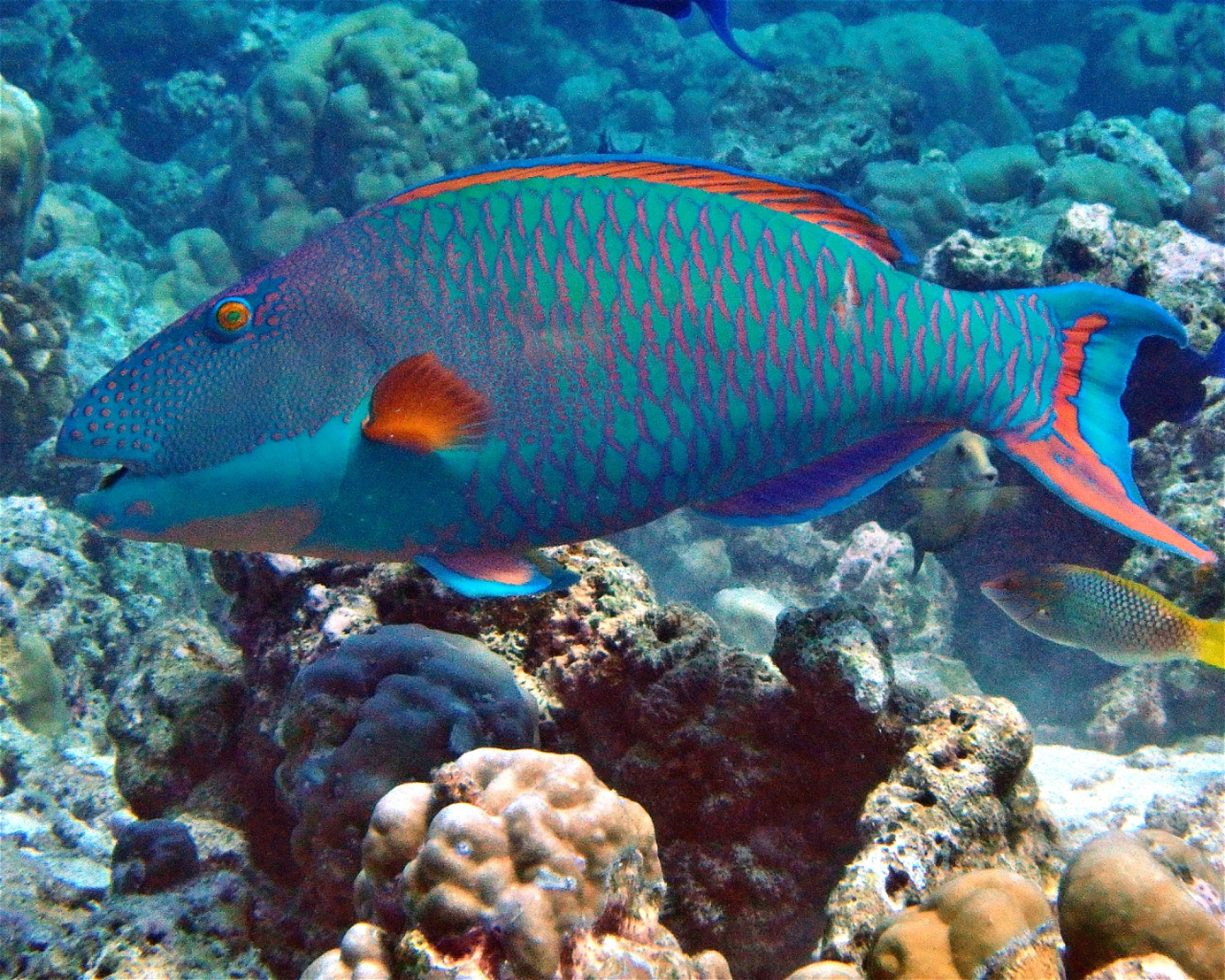 DivePoint Meedhupparu, 960 Meedhupparu