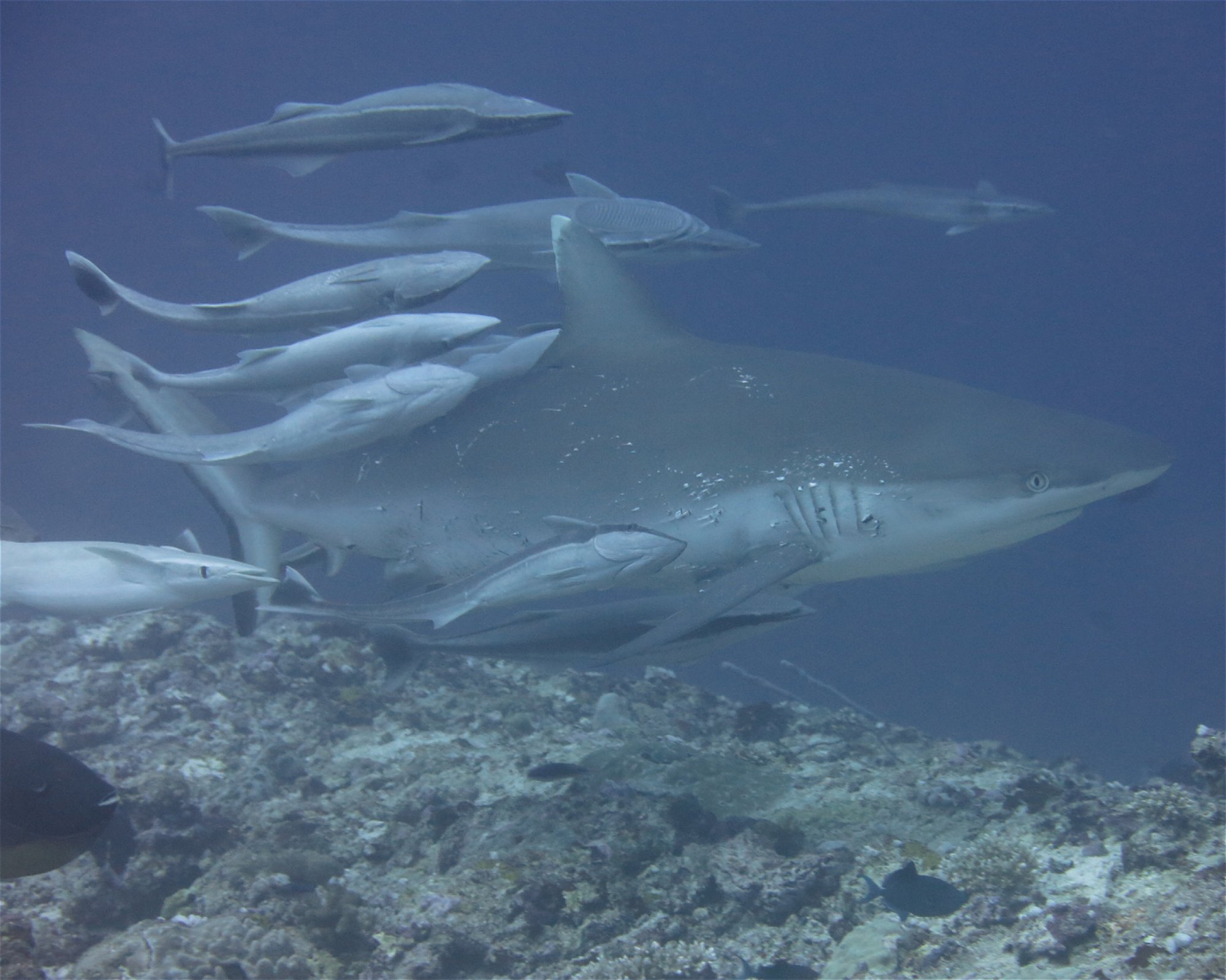 DivePoint Meedhupparu, 960 Meedhupparu