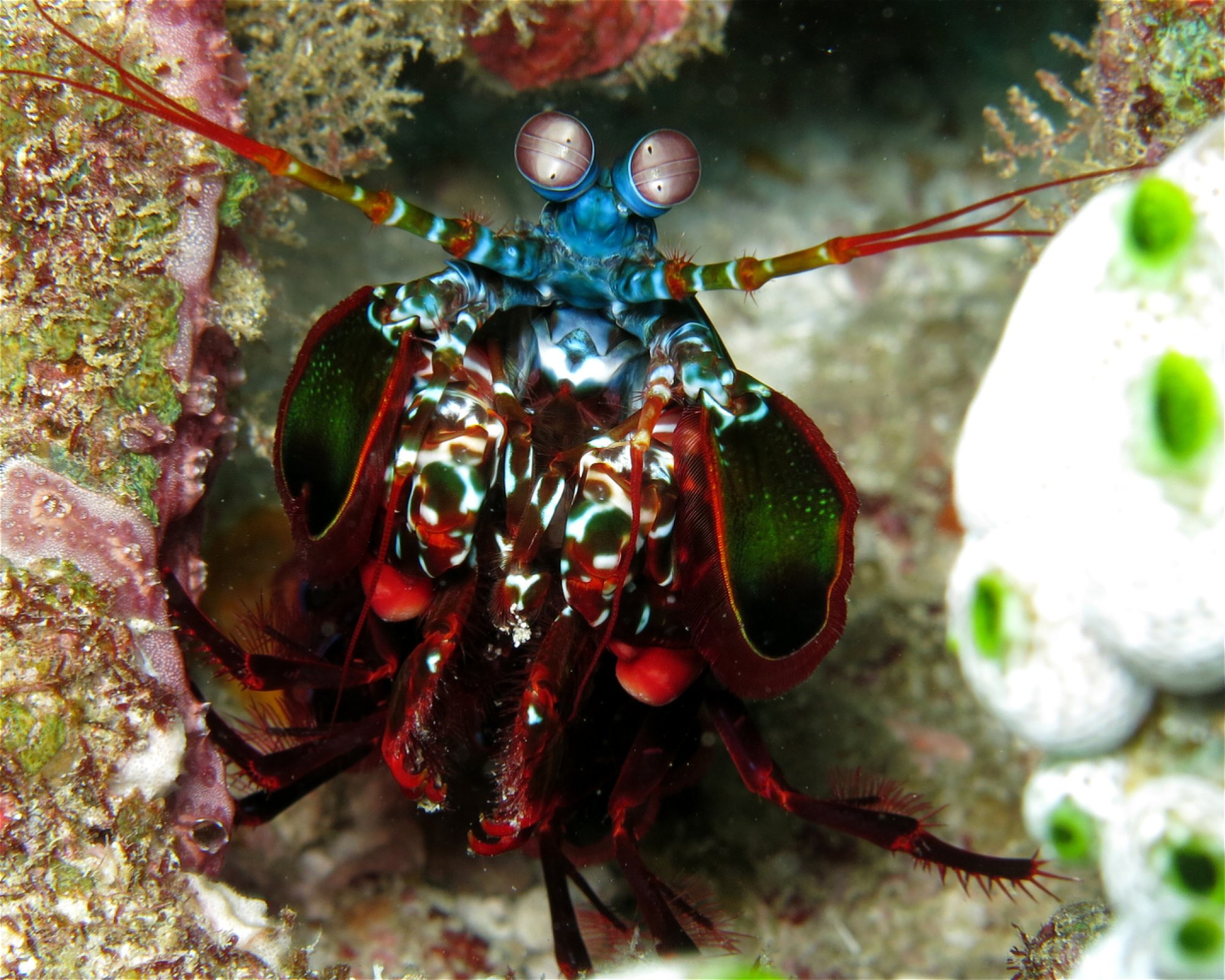 DivePoint Meedhupparu, 960 Meedhupparu